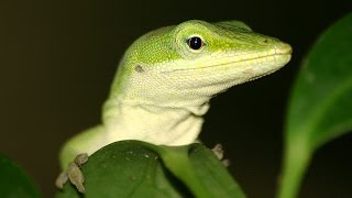 Feeding my Anole lizard [upl. by Imas580]