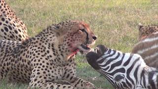 Cheetahs eating a zebra [upl. by Nosecyrb]