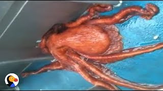 Huge Octopus Escapes Through Smallest Hole  The Dodo [upl. by Ynneh]