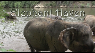 Elephant Haven Kanchanaburi Thailand [upl. by Horatia293]