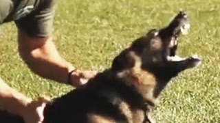 K9 Hard Hitting Takedowns and Apprehensions [upl. by Sindee]