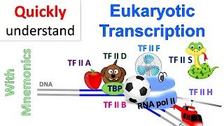 Eukaryotic Transcription [upl. by Drusilla]