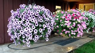 SUPERTUNIA HANGING BASKETS [upl. by Feenah]