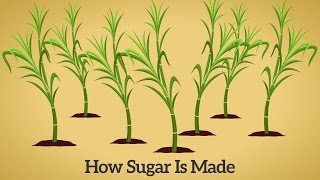 How Cane Sugar Is Made [upl. by Nayab]