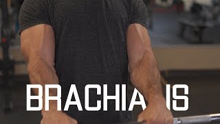 How To Grow WiderThicker Biceps  Brachialis Exercises [upl. by Sremmus]