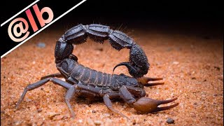 This Deadly Scorpion Can Spit Its Venom [upl. by Reyem553]