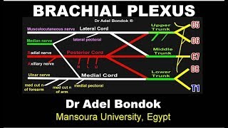 Brachial Plexus Dr Adel Bondok [upl. by Corilla]