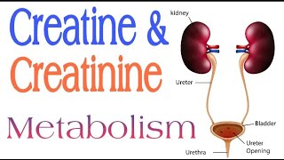 Creatine and Creatinine Metabolism  Lecture 16 [upl. by Ytissahc]