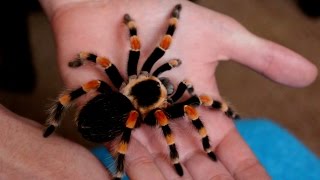 Handling beautiful Mexican Giant Red knee tarantula B annitha Inferion7 [upl. by Coop]