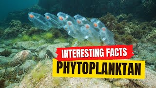 Phytoplankton Facts [upl. by Annahc]