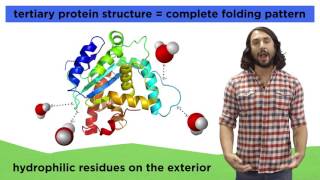 Protein Structure [upl. by Kuehn]