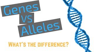 Genes vs Alleles [upl. by Kaile]