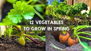 12 Vegetables You Should Grow in Spring [upl. by Etnoek]