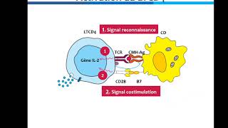 Activation et différenciation des lymphocytes TCD4 [upl. by Ajit958]