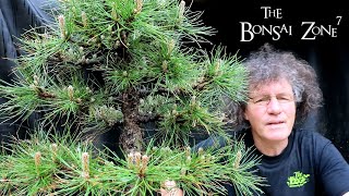 Candle Pruning My Austrian Pine Bonsai The Bonsai Zone May 2020 [upl. by Frolick177]