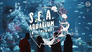 SEA Aquarium™ Singapore in a Minute [upl. by Sito130]