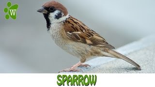 The Sparrow [upl. by Zippora]