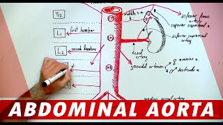 Anatomy  Abdominal Aorta Branches [upl. by Aridan]