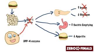 How does sitagliptin work DPP4 inhibitors and GLP1 mimetics [upl. by Adnawuj]