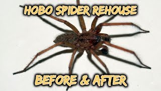 Pet Hobo Spider Rehouse [upl. by Hanover]