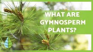 GYMNOSPERM PLANTS 🌲 Characteristics Examples Reproduction and more [upl. by Agni]