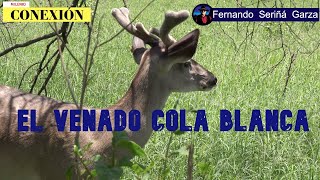 El Venado Cola Blanca Texano Odocoileus virginianus texanus [upl. by Dong937]