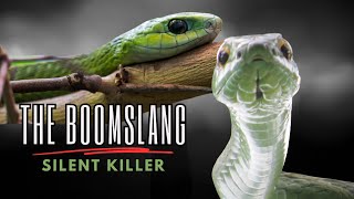 The Boomslang  Silent Killer [upl. by Peale156]