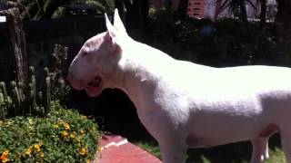 Bull Terrier Barking [upl. by Nelle497]