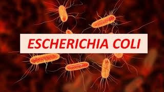 Microbiologia Médica Escherichia coli [upl. by Ferrick881]