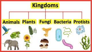 5 Kingdoms  Animals plants fungi bacteria amp protists [upl. by Neryt501]