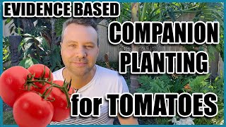 Companion Planting  14 Companion Plants for Tomatoes Evidence Based [upl. by Lichtenfeld293]