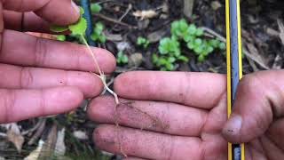 How to propagate hellebores [upl. by Slin]