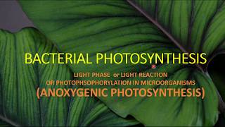 BACTERIAL PHOTOSYNTHESIS II LIGHT PHASE II ANOXYGENIC PHOTOSYNTHESIS [upl. by Coulson]