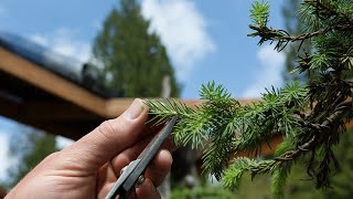 Spruce Bonsai Growth Management [upl. by Nerte]