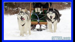 HUSKIES GO DOG SLEDDING  Oakley can Pull the Sled [upl. by Servais]