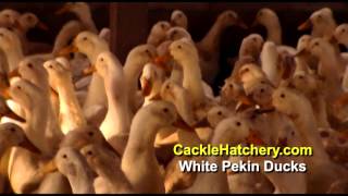 White Pekin Duck Breed Breeder Flock  Cackle Hatchery [upl. by Aulea]