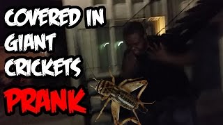 Covered In Giant Live Crickets PRANK Goes Wrong [upl. by Oicinoid]