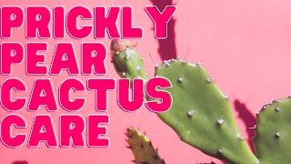 Prickly Pear Opuntia Plant Care Guide For Beginners [upl. by Ahkeber]