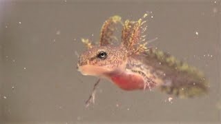 Spotted Salamander Larvae  First 2 Weeks Ambystoma maculatum [upl. by Ettesus]