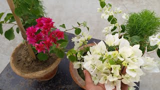 Tips for growing bougainvillea in containers [upl. by Wilen]