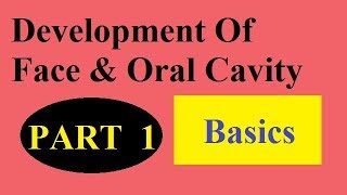 Development of face and palate [upl. by Mortensen]