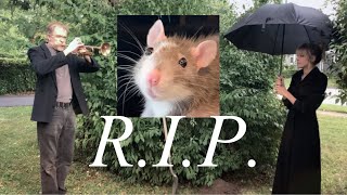 MustSee Rat Funeral [upl. by Onurb]