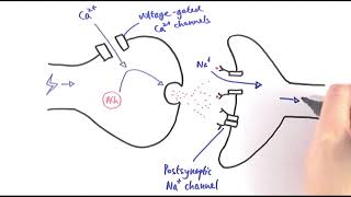 A2 Biology  Cholinergic synapses OCR A Chapter 135 [upl. by Pat]