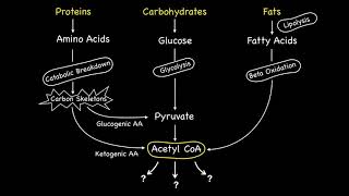 Metabolic Fates of Acetyl CoA [upl. by Ainolloppa]