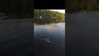 Musky blows up boat side on Spanky Pugsly muskyfishing short [upl. by Rosario494]