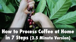 How to Process Coffee at Home in 7 Steps 25 Minute Version [upl. by Allenrad]