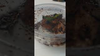 Ceratophrys cornuta WC unboxing [upl. by Eggett953]