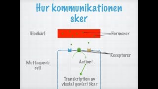 Hur hormoner fungerar [upl. by Remmos129]