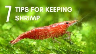 7 Tips for Keeping Shrimp in an Aquarium [upl. by Aitan]