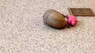 Rollie a southern threebanded armadillo playing [upl. by Clein]